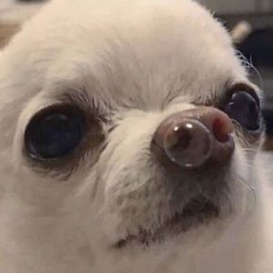 Meet your Posher, Bianca